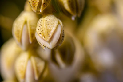 Close-up of white flower bulb 