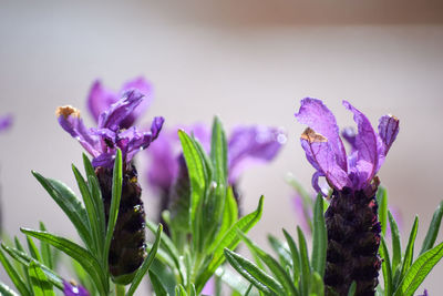 Close-up of purple crocus flowers