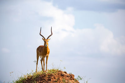 View of deer standing on land against sky