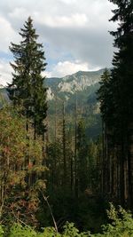 Scenic view of forest against sky