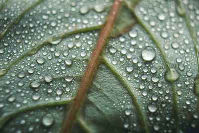 Close-up of raindrops on leaves