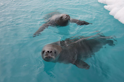 High angle view of seal in ocean