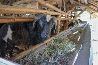 High angle view of cow in shed