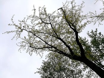 Low angle view of tree against sky