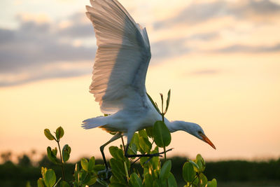 Low angle view of bird flying against sky