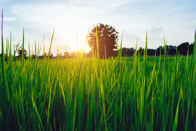 Crops growing on field against sky during sunset