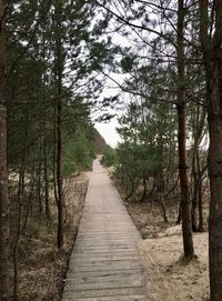 Footpath amidst trees in forest