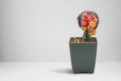 Close-up of potted plant on table