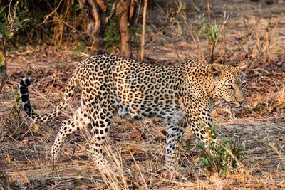 Leopard walking on field in zoo