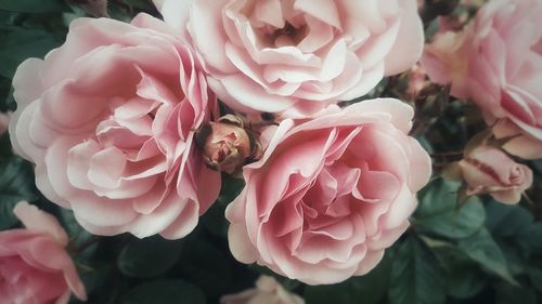 Close-up of pink roses