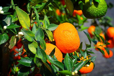 Close-up of orange fruits on tree