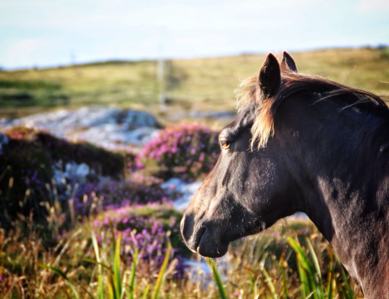 animal themes, one animal, mammal, domestic animals, focus on foreground, dog, animal head, pets, close-up, black color, livestock, two animals, animal body part, day, outdoors, no people, horse, nature, field, selective focus