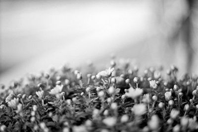 Close-up of flowers growing in field