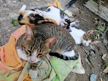High angle view of cats resting