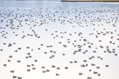 High angle view of birds on beach
