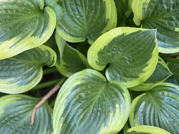 Full frame shot of green leaves