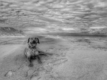 Dog sitting at beach against sky