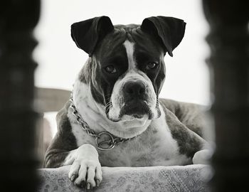 Portrait of dog sitting on sofa