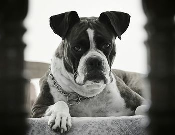 Portrait of dog sitting outdoors