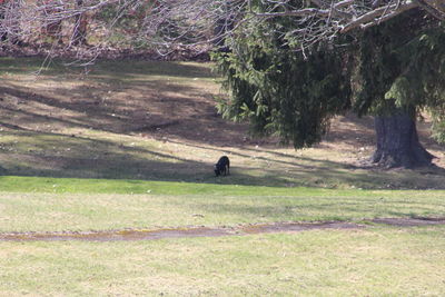 Trees on grassy field