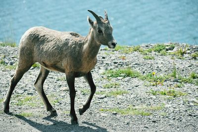 Full length of a horse standing on rock