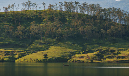 Scenic view of lake by trees in forest