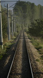 Railroad tracks amidst trees