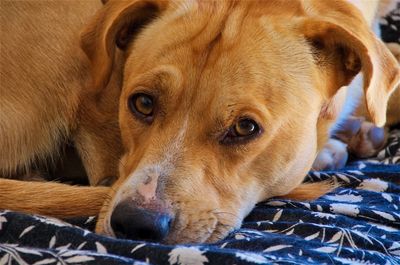 Close-up portrait of a dog