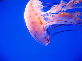 Close-up of jellyfish against blue background