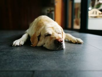 Close-up of dog relaxing on floor