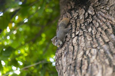 Close-up of squirrel on tree trunk