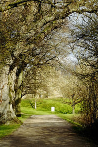 Footpath amidst trees in park