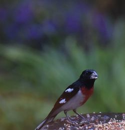 Close-up of bird perching