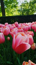 Close-up of flowers blooming outdoors