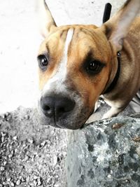 Close-up portrait of a dog