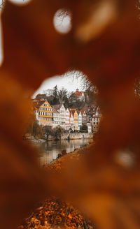 Canal by buildings seen through autumn leaf