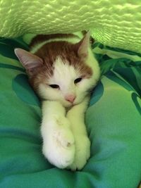 Close-up portrait of cat relaxing on bed