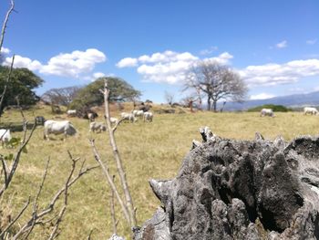 Sheep grazing on landscape against sky