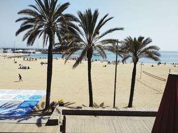 Palm trees on beach against sky