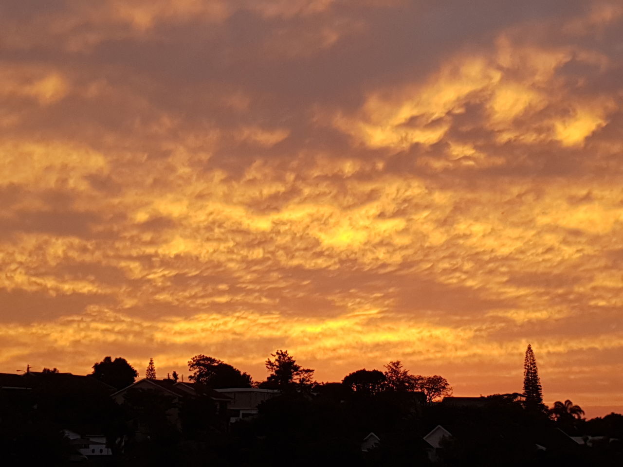 SCENIC VIEW OF SILHOUETTE TREES AGAINST ORANGE SKY