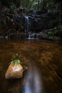 Water flowing through rocks in forest