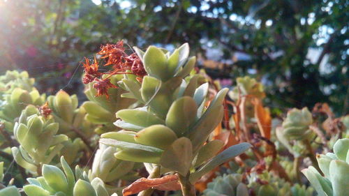 Close-up of succulent plant growing in garden