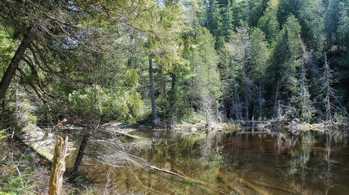 Scenic view of trees by river