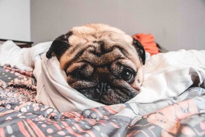 Portrait of dog resting on bed