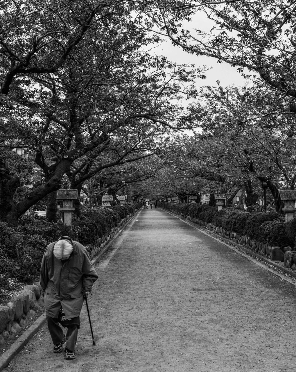 tree, rear view, full length, the way forward, lifestyles, leisure activity, walking, casual clothing, men, footpath, childhood, person, diminishing perspective, nature, pathway, day, road, growth