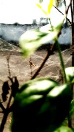 Close-up of spider on plant