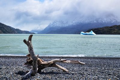Driftwood on beach against sky