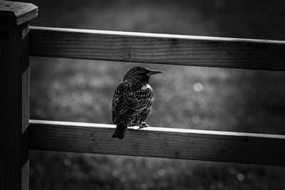 Close-up of bird perching on wood