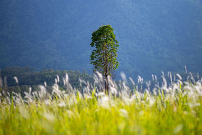 Plants on field against sky