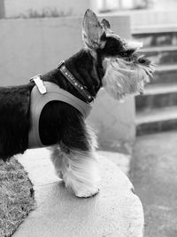 Mini schnauzer in black and white